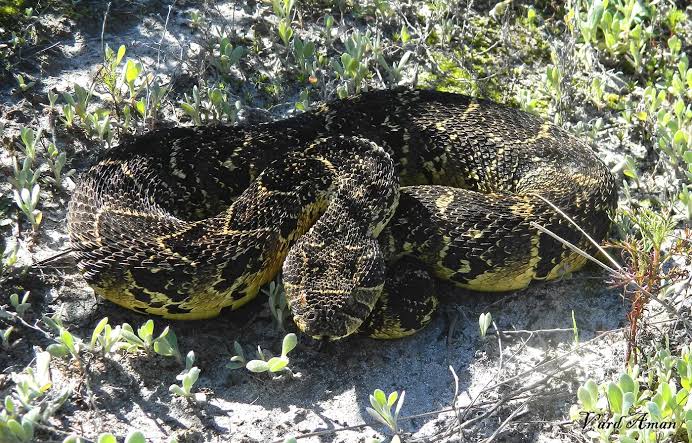 Puff Adder