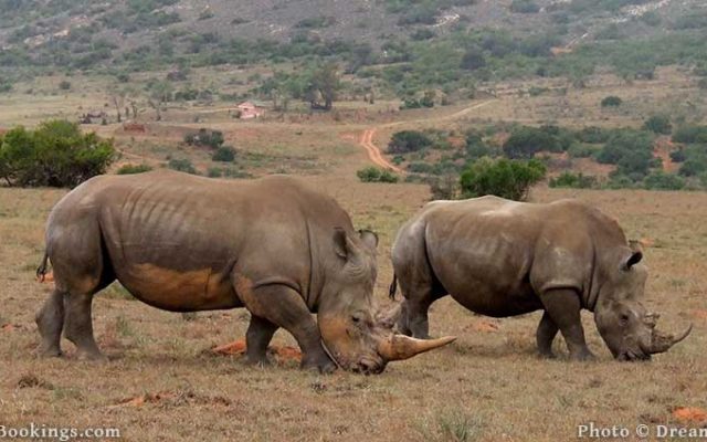 4-Day Pumba Game Reserve – May to September Special