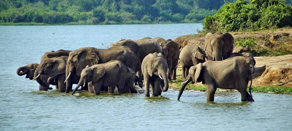 Queen-Elizabeth-National-Park-elephants