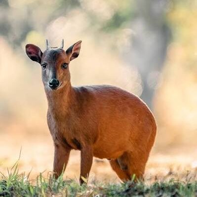 Red Duiker