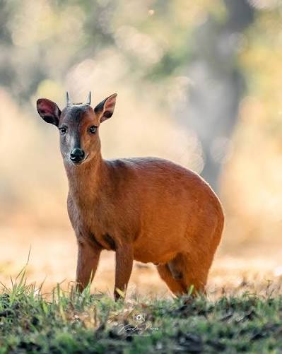Red Duiker