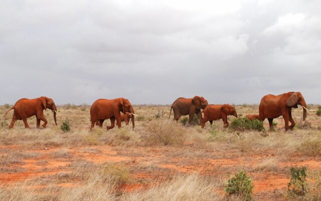 2-Day Tsavo East Safari – Taste of the Kenya Safari