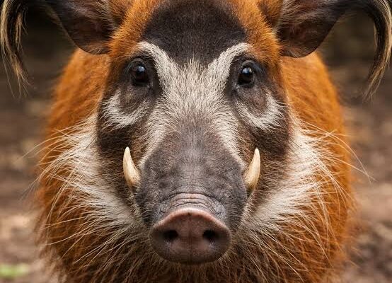 Red River Hog