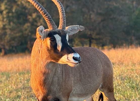 Roan Antelope