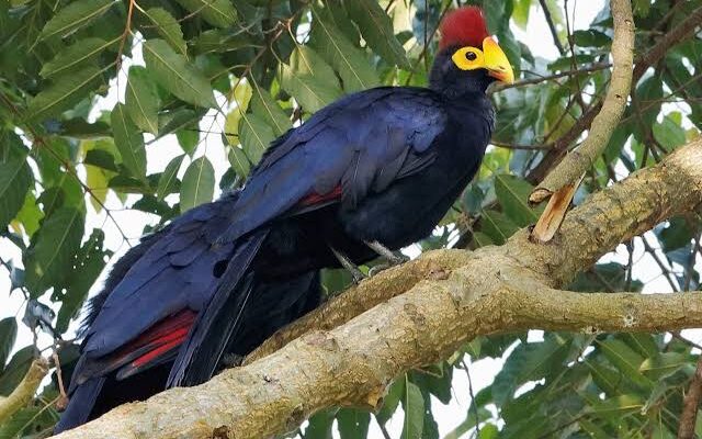 Ross’s Turaco
