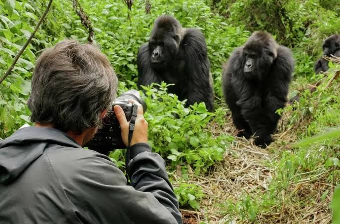 Rwanda gorilla trekking (2)