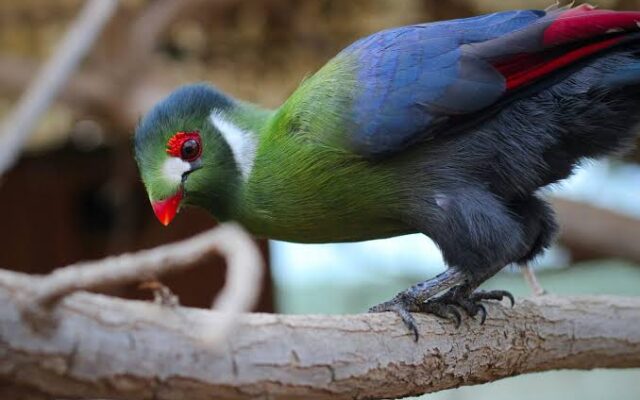 Rwenzori Turaco