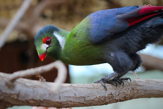 Rwenzori Turaco