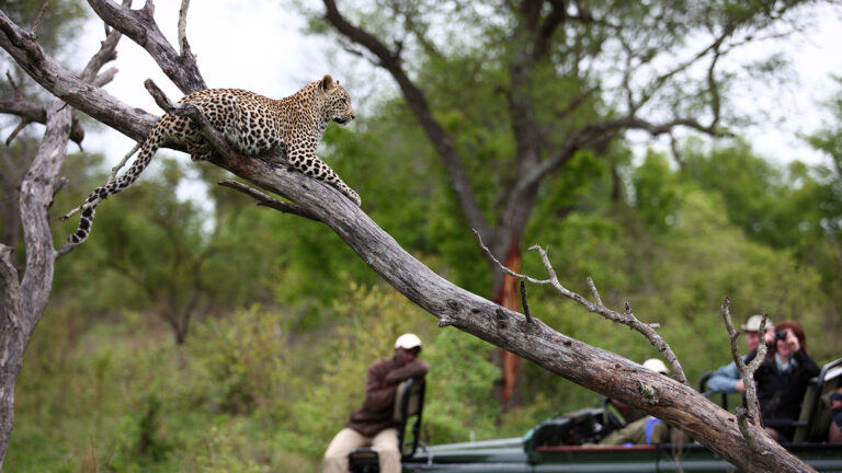 Sabi Sand Game Reserve