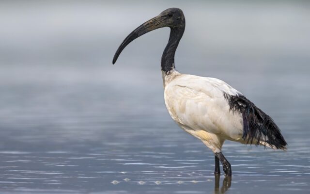 Sacred Ibis