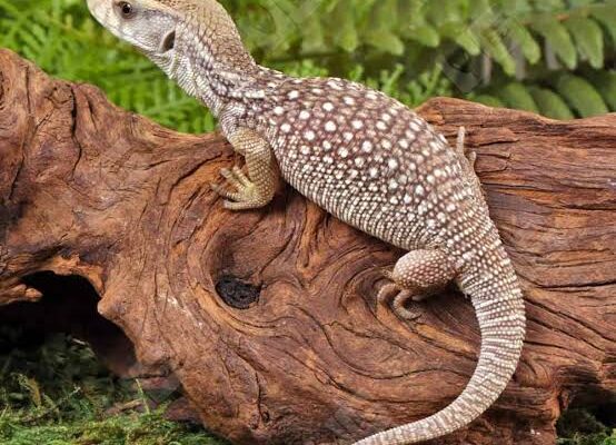Savannah Monitor