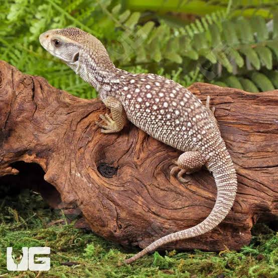 Savannah Monitor