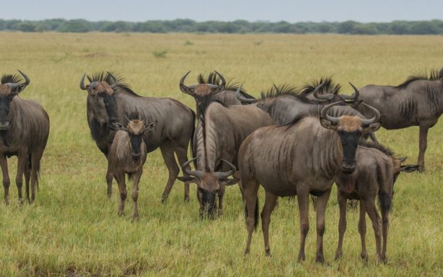 6-Day Authentic Botswana Camping Safari