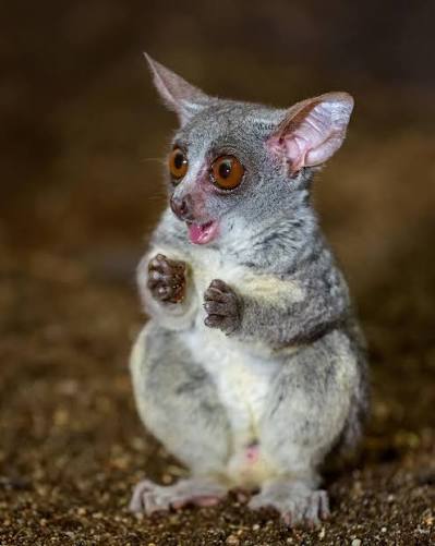 Senegal Bushbaby