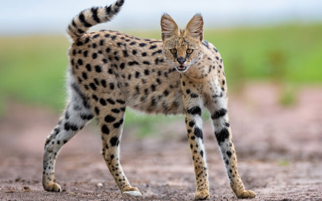 Serval