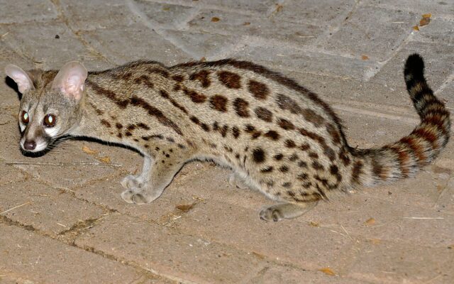 Servaline Genet