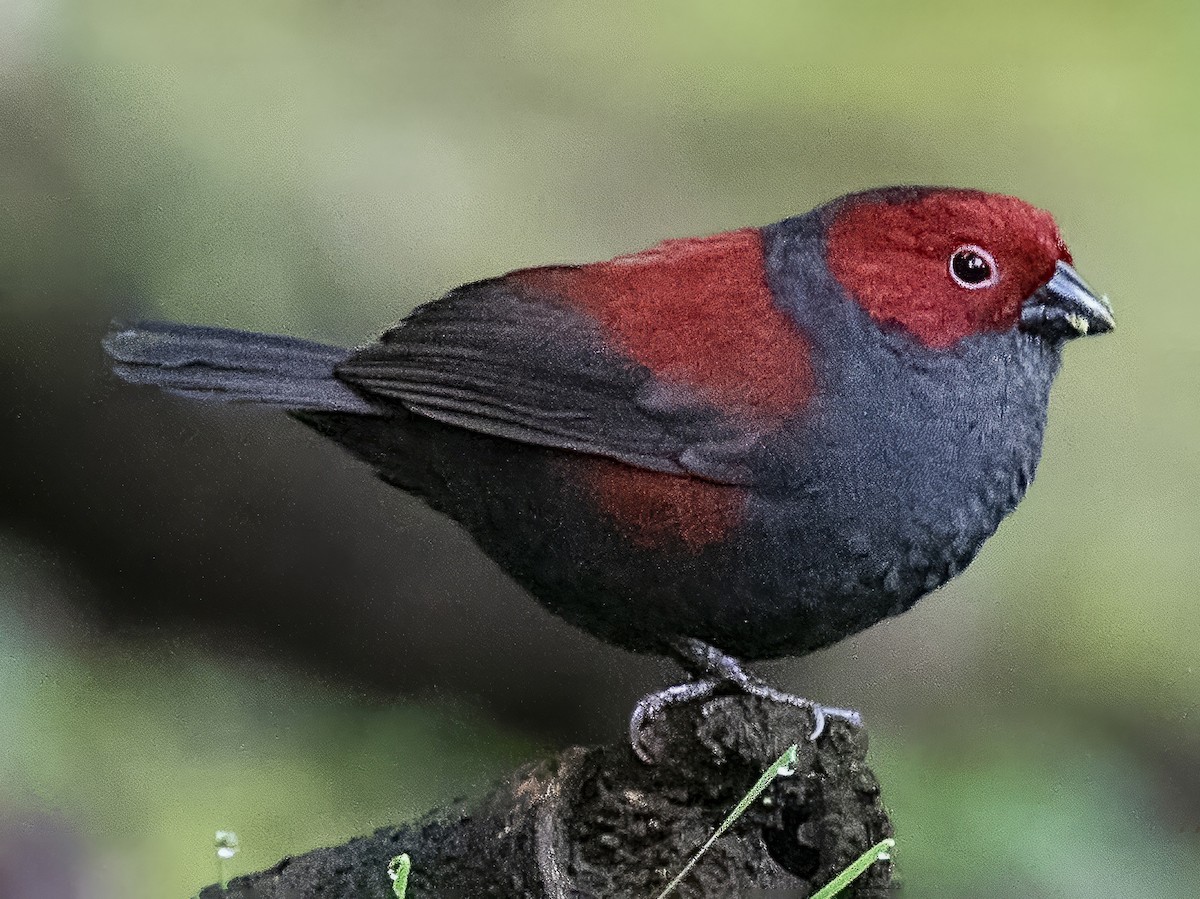 Shelley's Crimsonwing