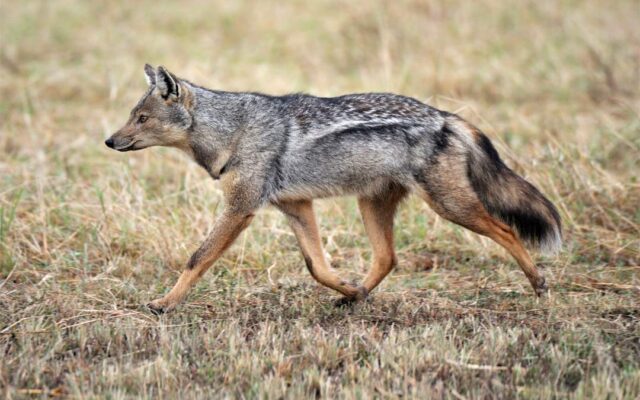 Side-striped Jackal