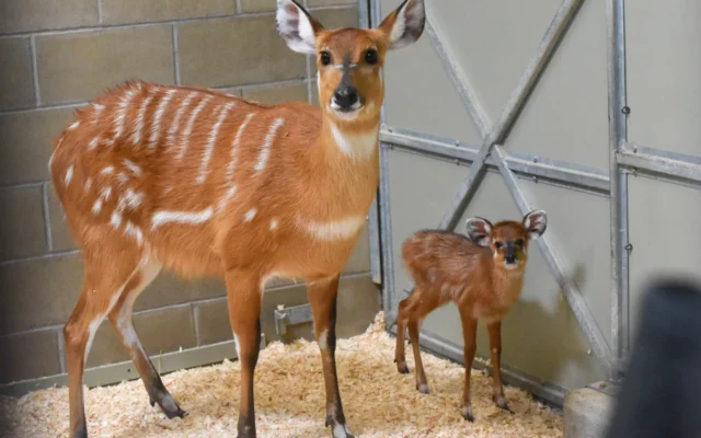 Sitatunga
