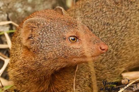 Slender Mongoose