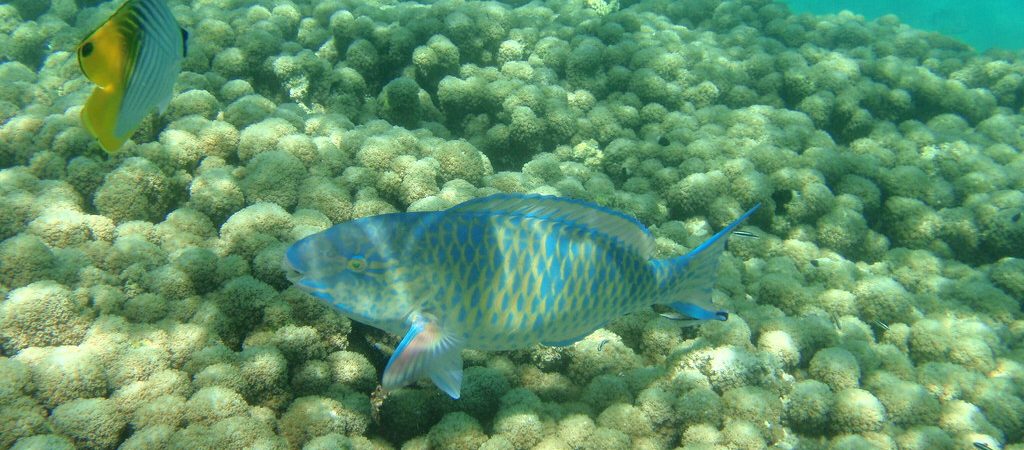 Snorkeling at Kisite Kenya