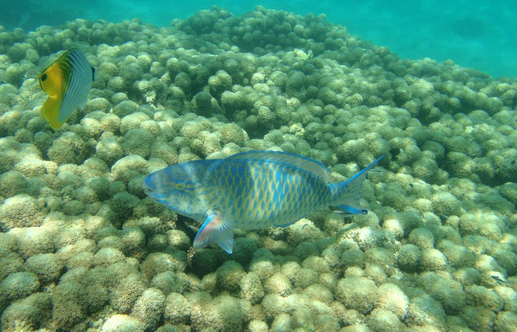 Snorkeling at Kisite Kenya