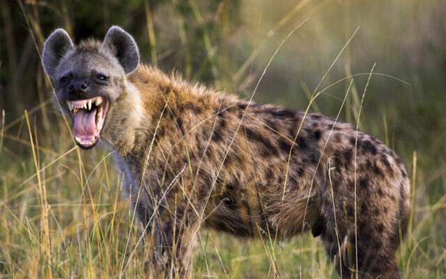 Spotted Hyena