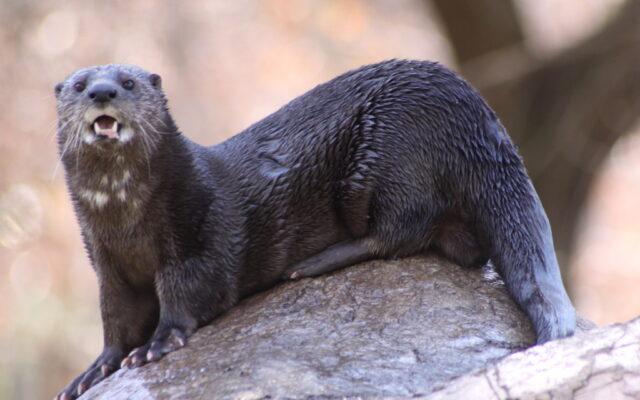 Spotted-necked Otter