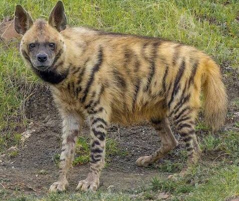 Striped Hyena