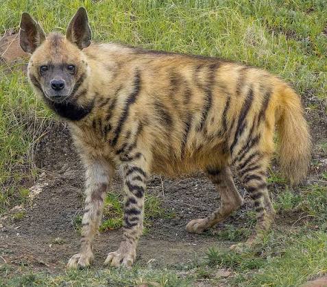 Striped Hyena
