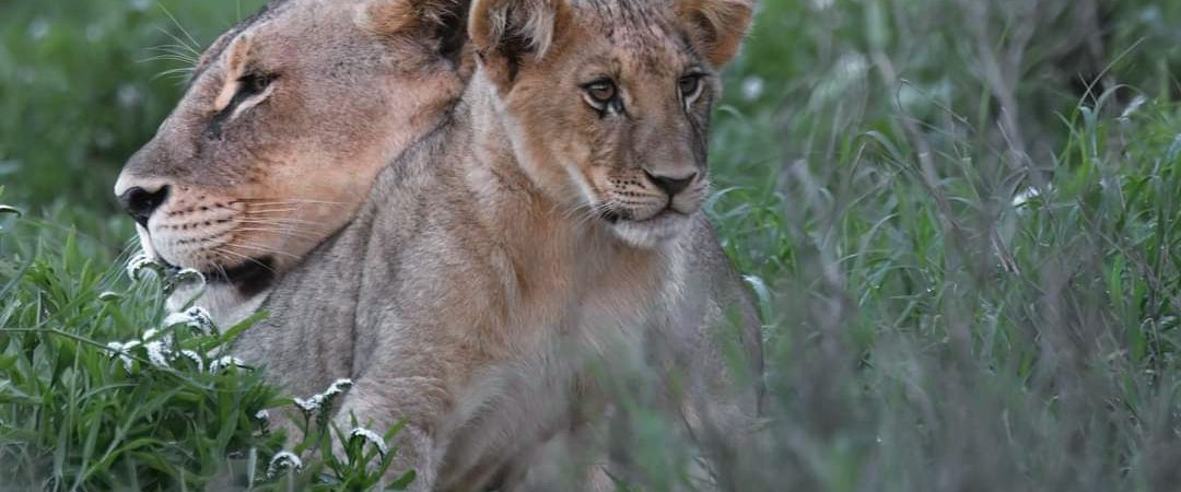 Taita Hills Wildlife Lions