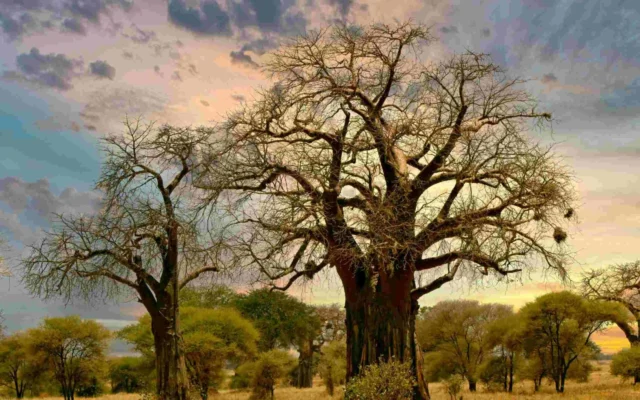 Tarangire National Park