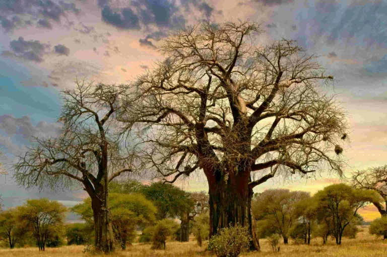 Tarangire National Park