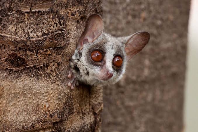 Thomas's Bushbaby