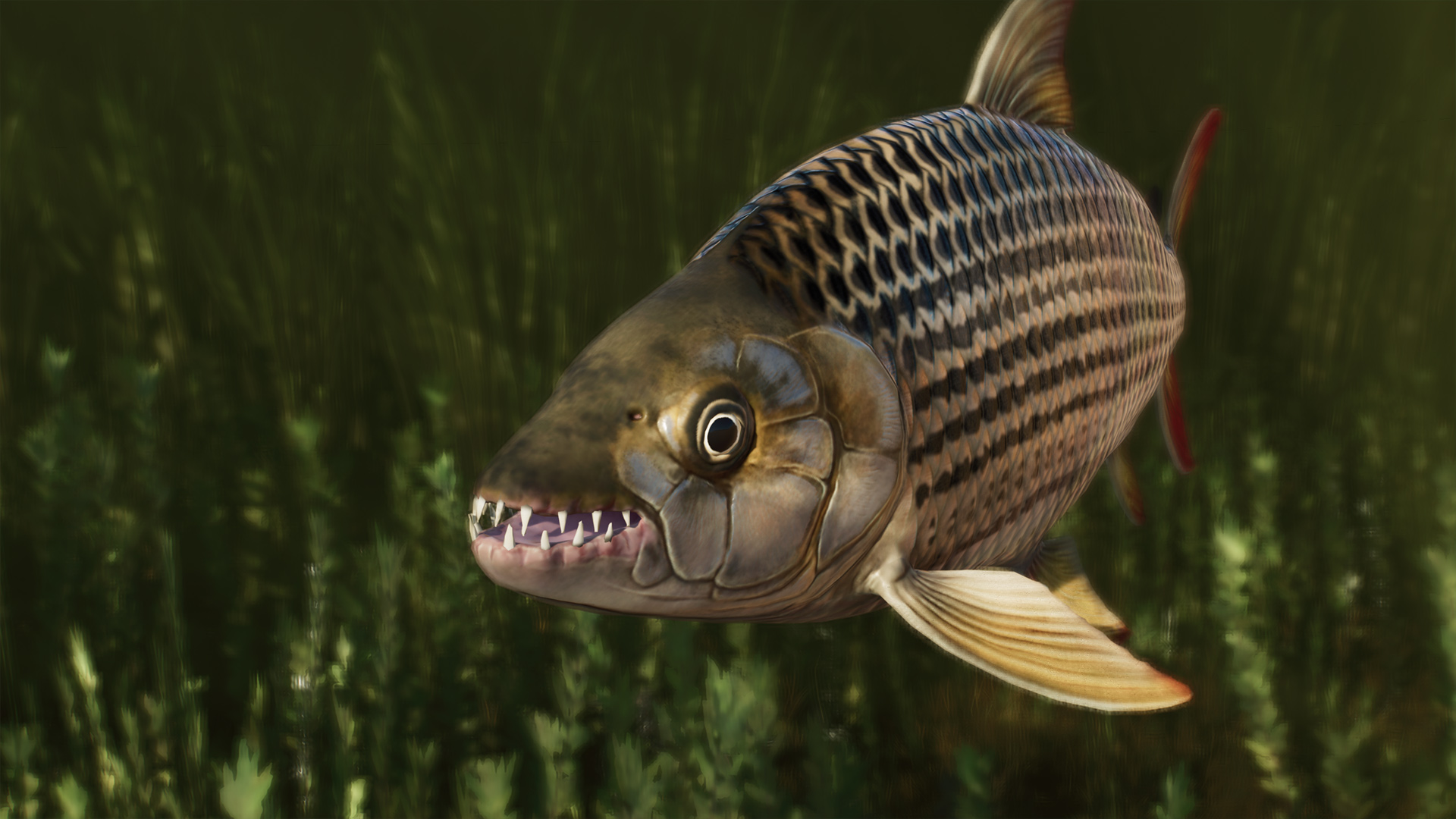 Tiger Fish