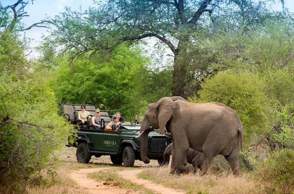 5-Day Timbavati Bush Adventure – All Inclusive Promotion