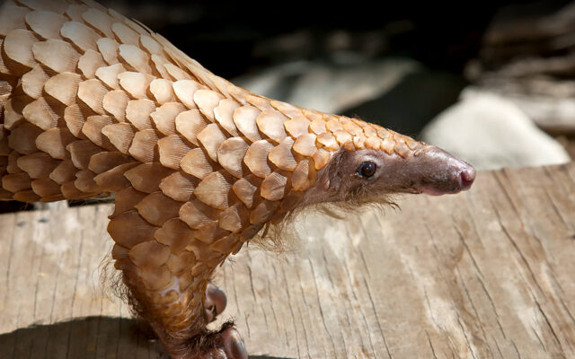 Tree Pangolin