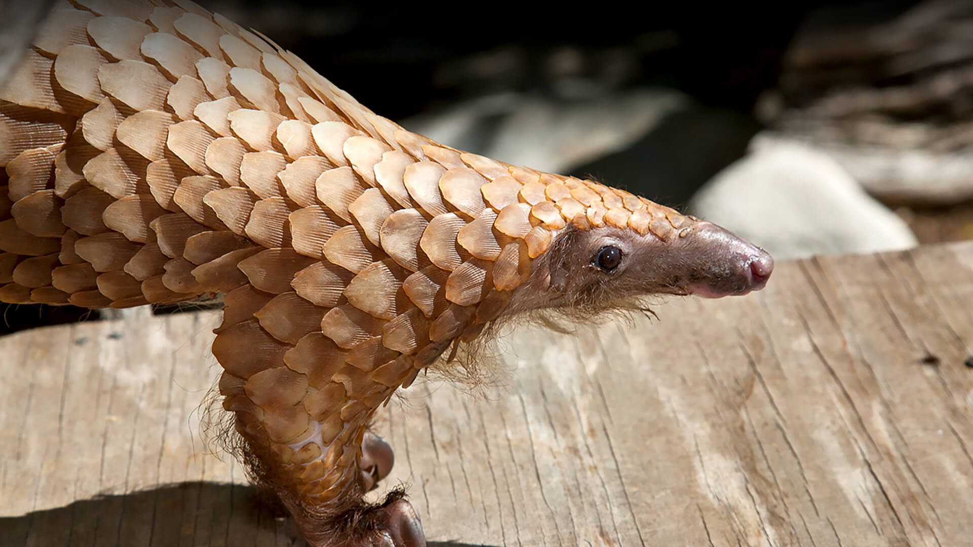 Tree Pangolin