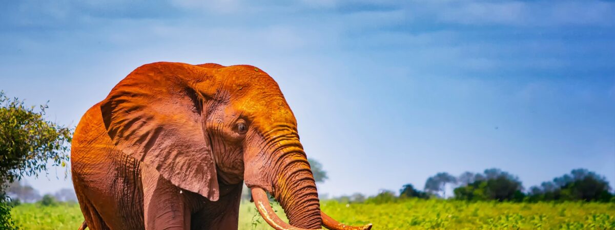 Tsavo West National Park