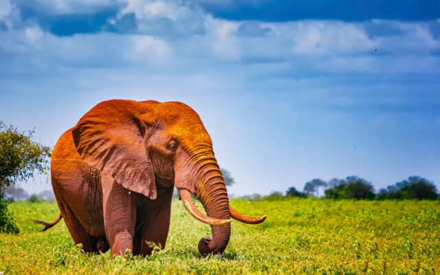 Tsavo West National Park