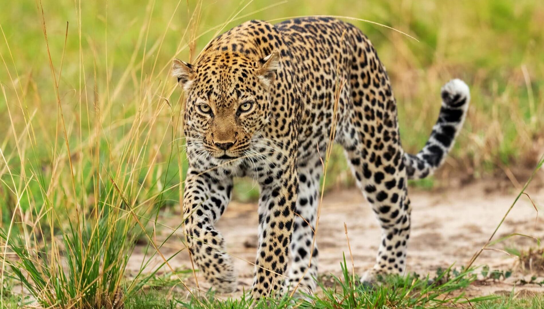 5 Day Uganda Safari Cost — Uganda safari travel guide