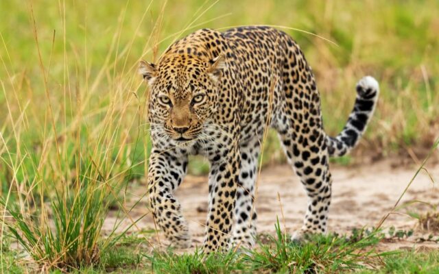 5 Day Uganda Safari Cost