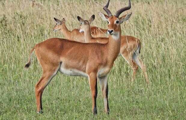 Uganda Kob