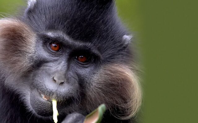 Uganda Mangabey