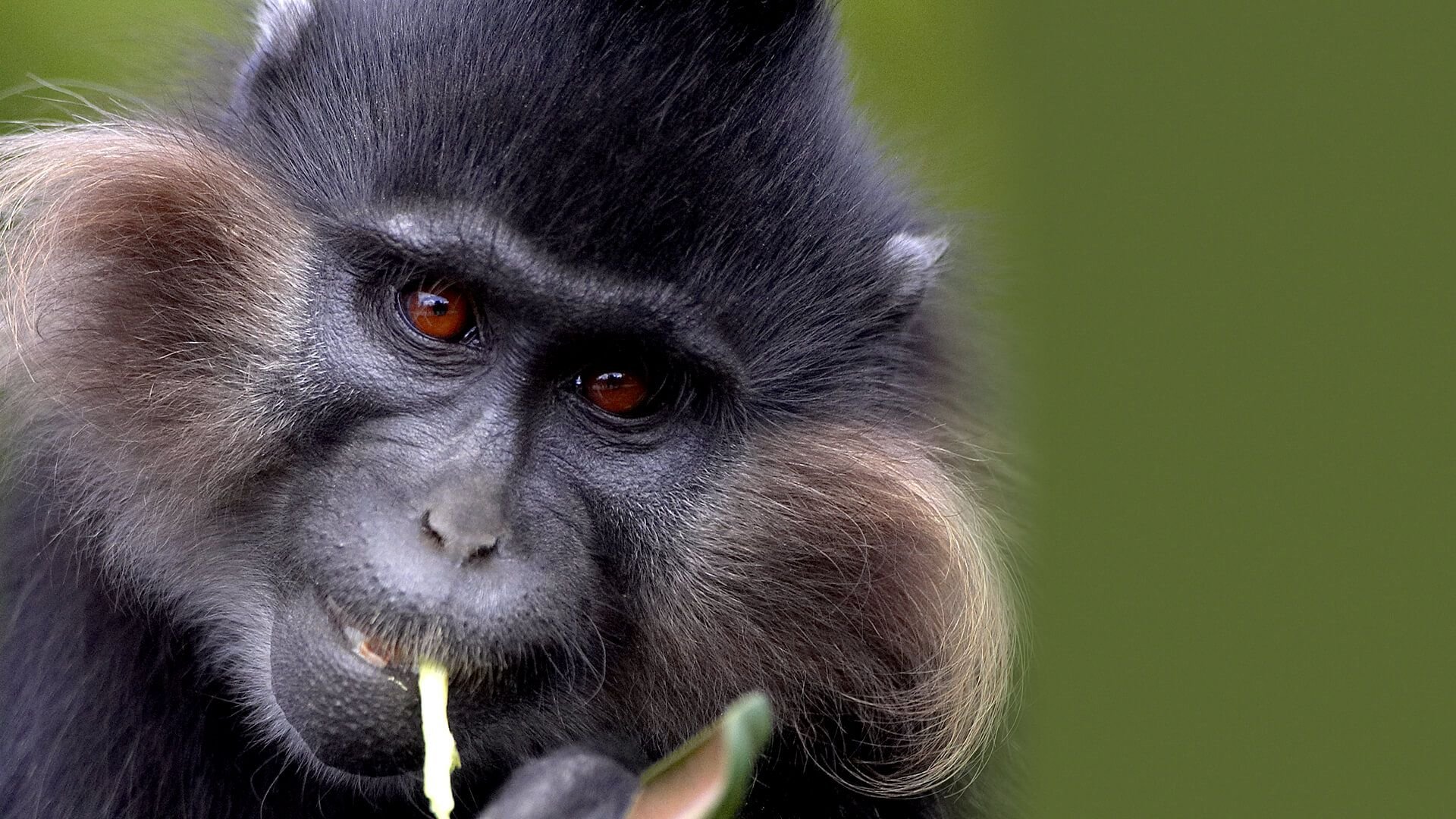 Uganda Mangabey