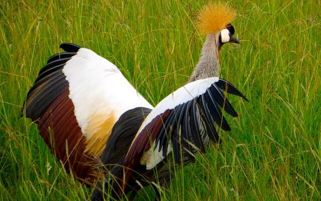 Uganda Travel Guide