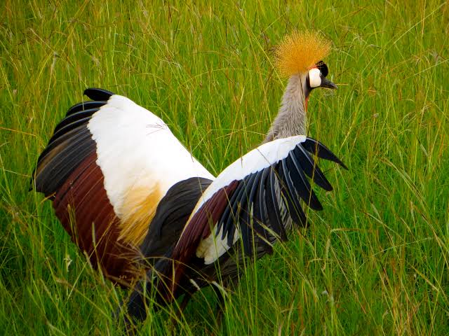 Uganda travel planning