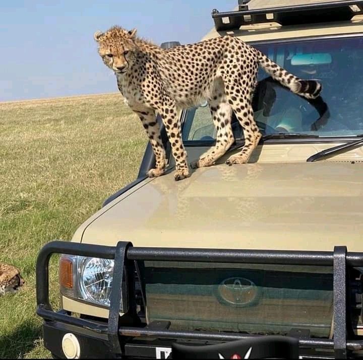 Uganda Safari vs Tanzania Safari — Uganda safari travel guide