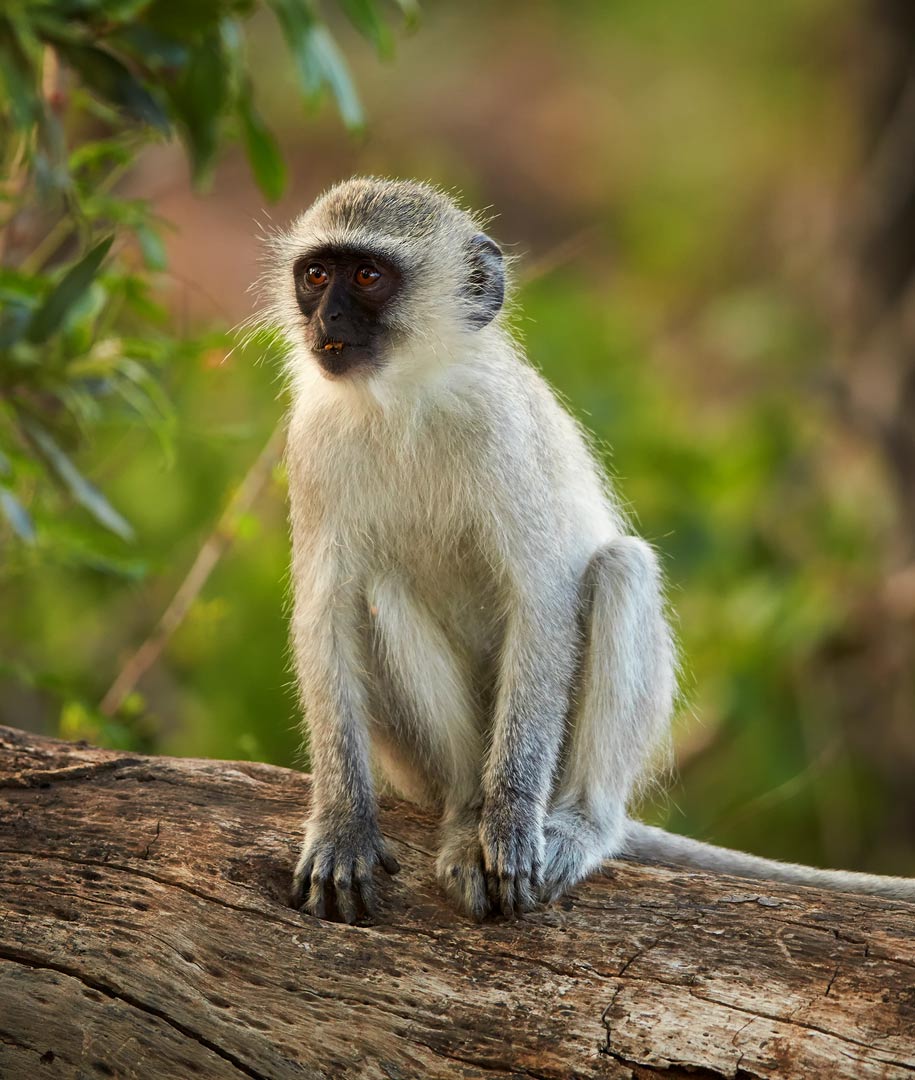 Vervet Monkey