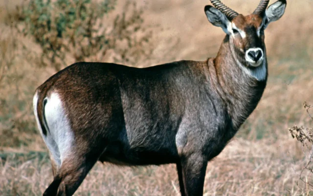 Waterbuck